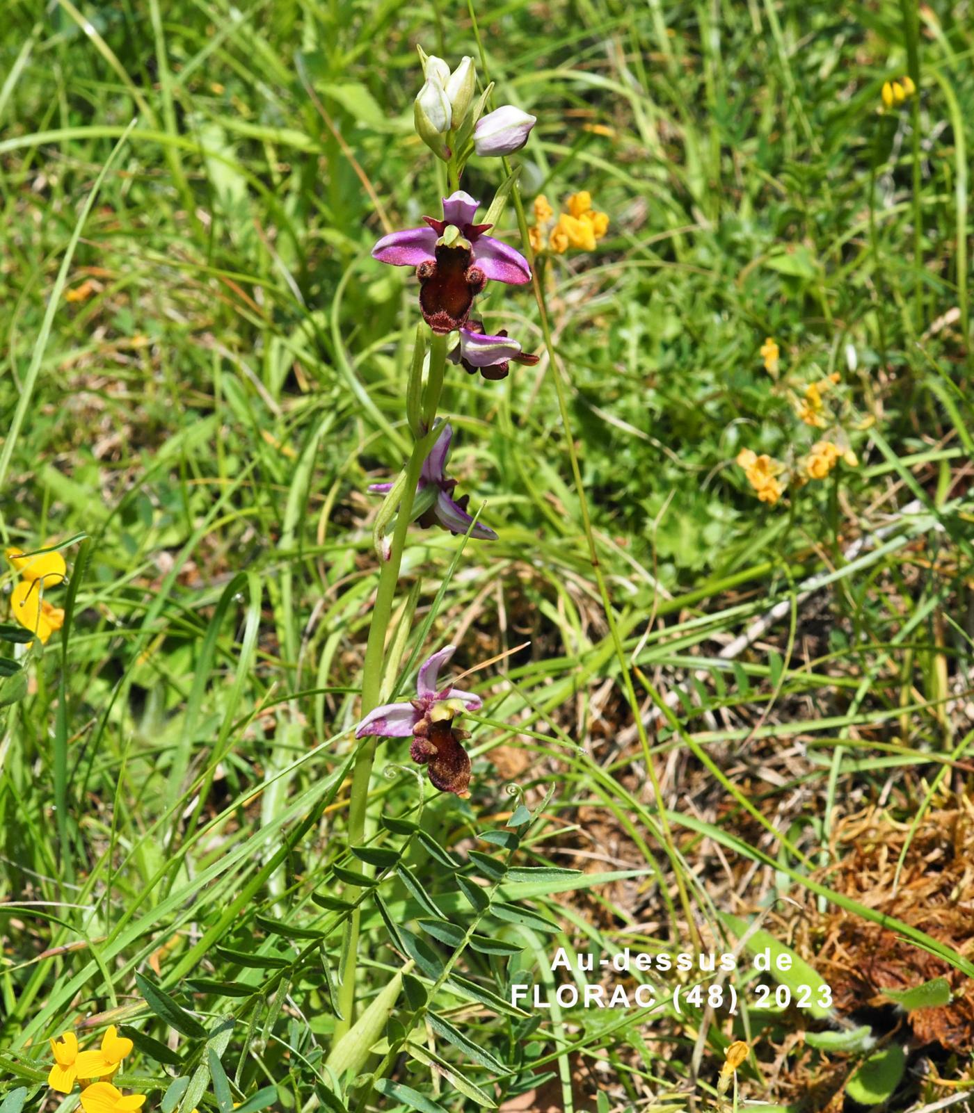 Orchid, Woodcock plant